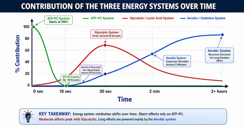 A line graph showing the percentage contribution of the ATP-PC, Glycolytic, and Aerobic energy systems over time during physical activity.