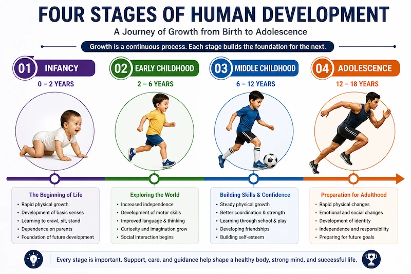 Four stages of human development from infancy to adolescence